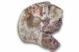 Triassic Fossil Phytosaur Vertebra - New Mexico #325131-1